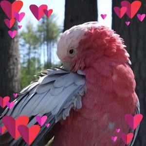 Meet your Posher, Wei